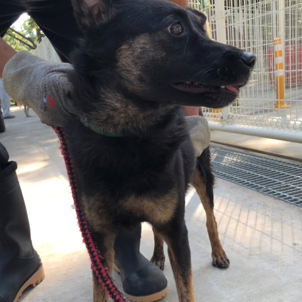 虎斑色成年公混种犬，中型, 收容编号 …8-13