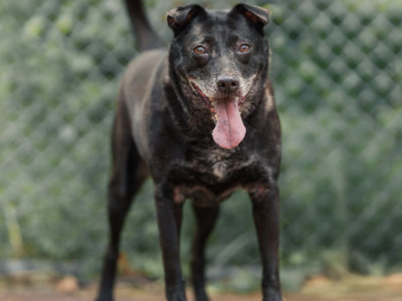 ミックス犬(メス・成犬・黒)、中型, 施設番号 …0102. 全身です。