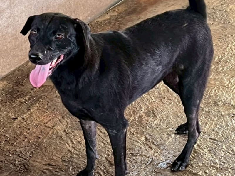 Black adult female mixed-breed dog, Large, shelter no. …063D. The whole animal.