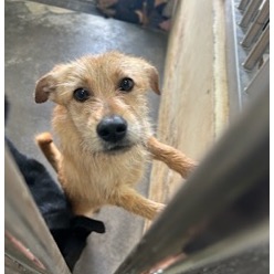 ミックス犬(メス・成犬・茶)、大型, 施設番号 …1001