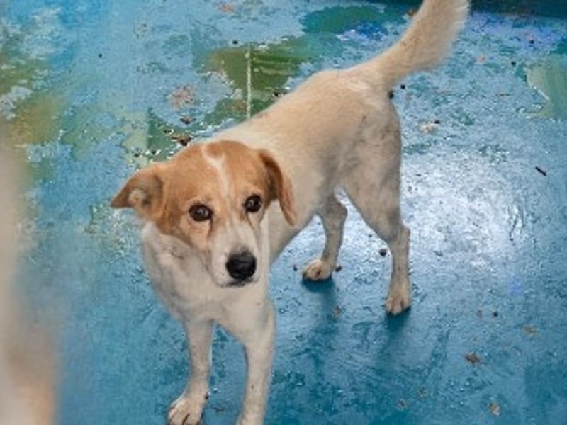 Tan-and-white adult male mixed-breed dog, Large, shelter no. …3011. The whole animal.