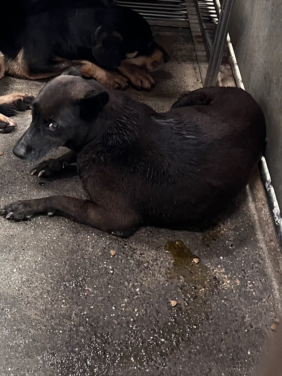 黑色成年母混种犬，中型, 收容编号 …6005. 完整的宠物。