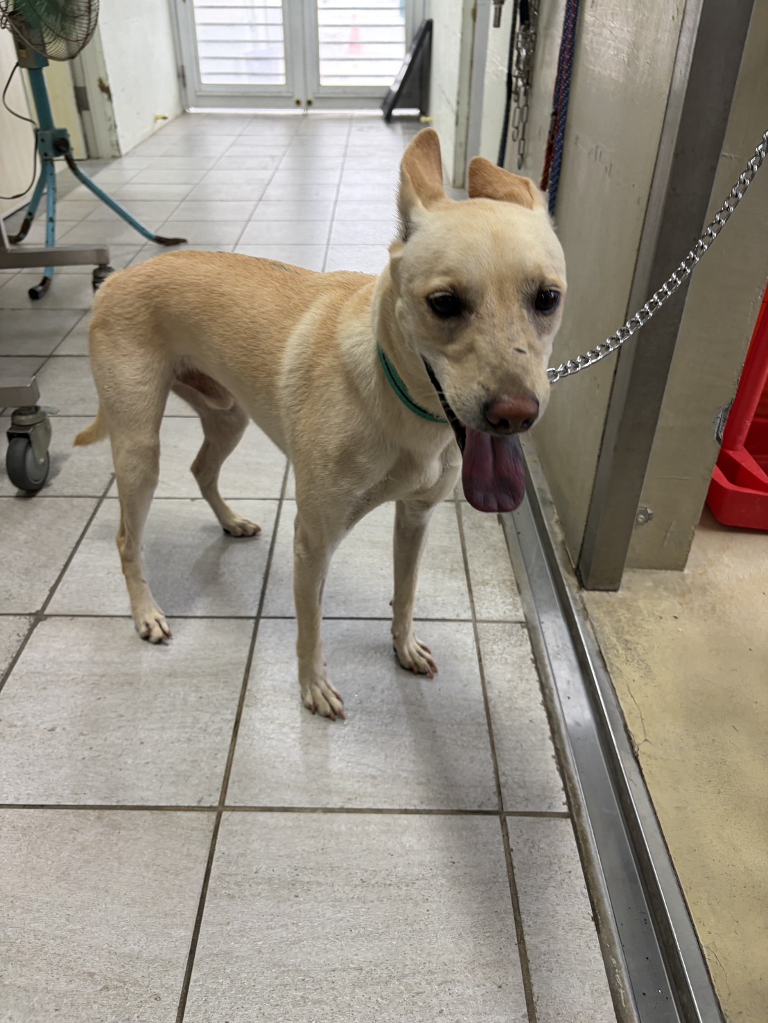 Tan-and-white adult male mixed-breed dog, Medium, shelter no. …8007
