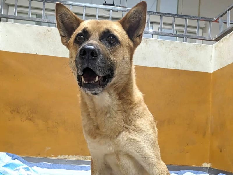 ミックス犬（オス・成犬・茶）、中型, 施設番号 …1002. 全身です。