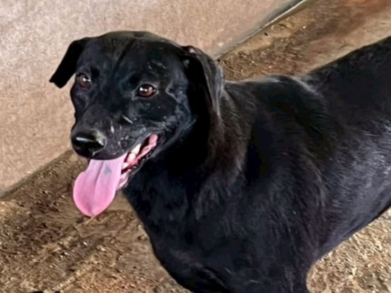 Black adult female mixed-breed dog, Large, shelter no. …063D. Closer on the face.