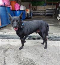 Asong halo ang lahi (Lalaki, Matanda na, itim), Katamtaman, blg. ng shelter …7002