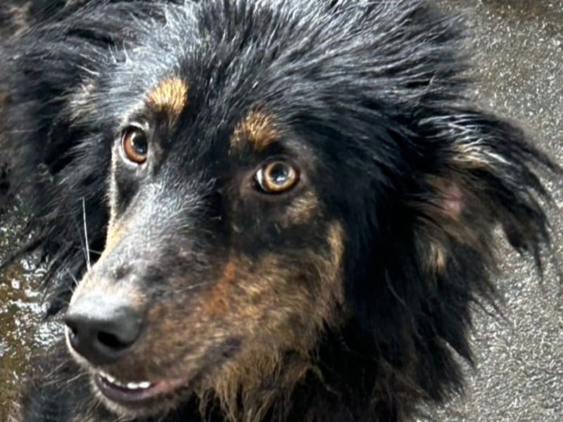 黑黄色成年公混种犬,大型, 收容编号 …6014. 完整的宠物。