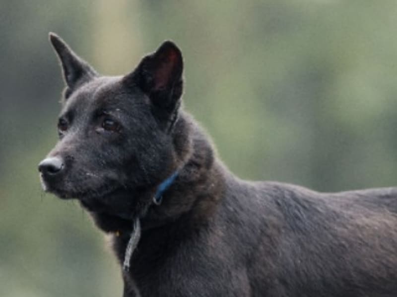 黑色成年公混種犬，中型, 收容編號 …1407. 臉部特寫。