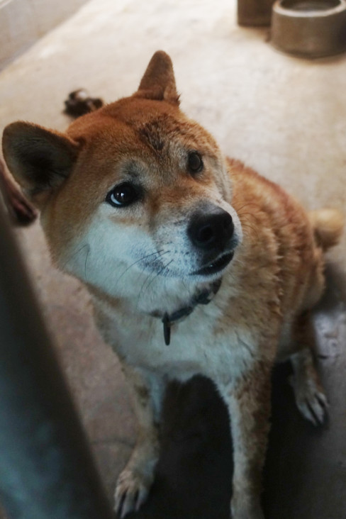 黄色成年母柴犬,大型, 收容编号 …2096. 脸部特写。