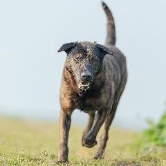 Tabby adult male mixed-breed dog, Medium, shelter no. …9002