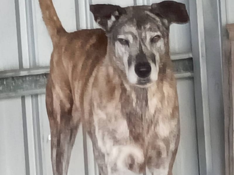 ミックス犬(オス・成犬・黒とトラ)、大型, 施設番号 …021D. 全身です。