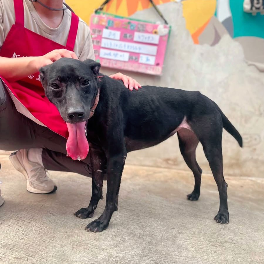 Perra mestiza hembra joven (negro), Mediano, refugio n.º …6004. Más cerca de la cara.
