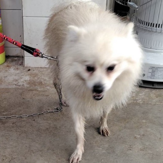White adult male mixed-breed dog, Medium, shelter no. …2001