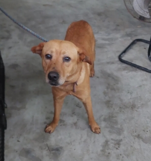 ミックス犬（オス・成犬・茶）、中型, 施設番号 …6003. 全身です。