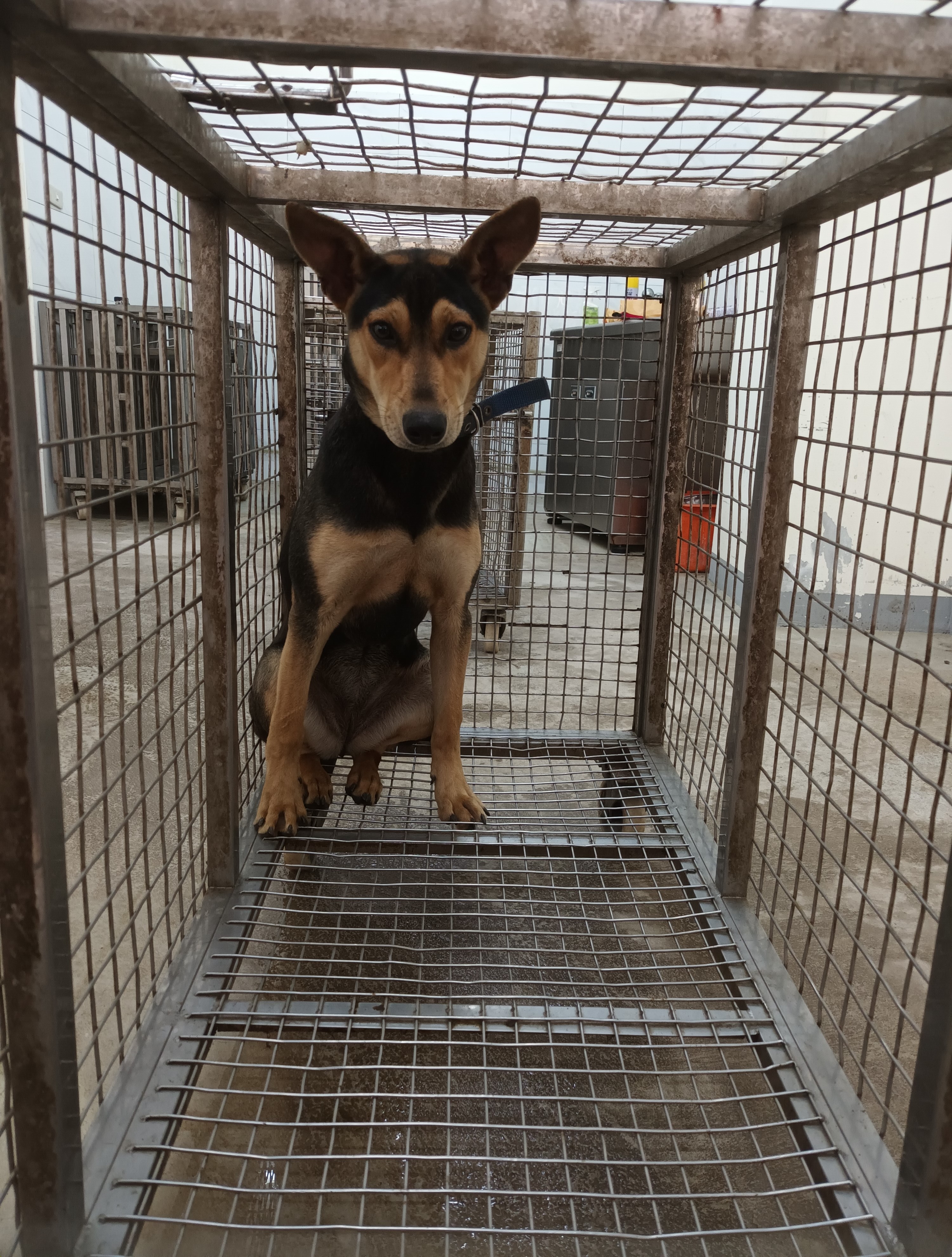 Perra mestiza hembra adulta (negro y canela), Grande, refugio n.º …5004. Todo el animal.
