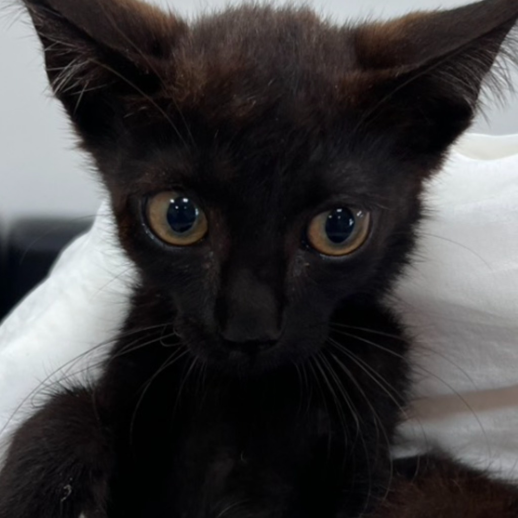 Chat croisé mâle jeune (noir), Petit, refuge n° …8C33