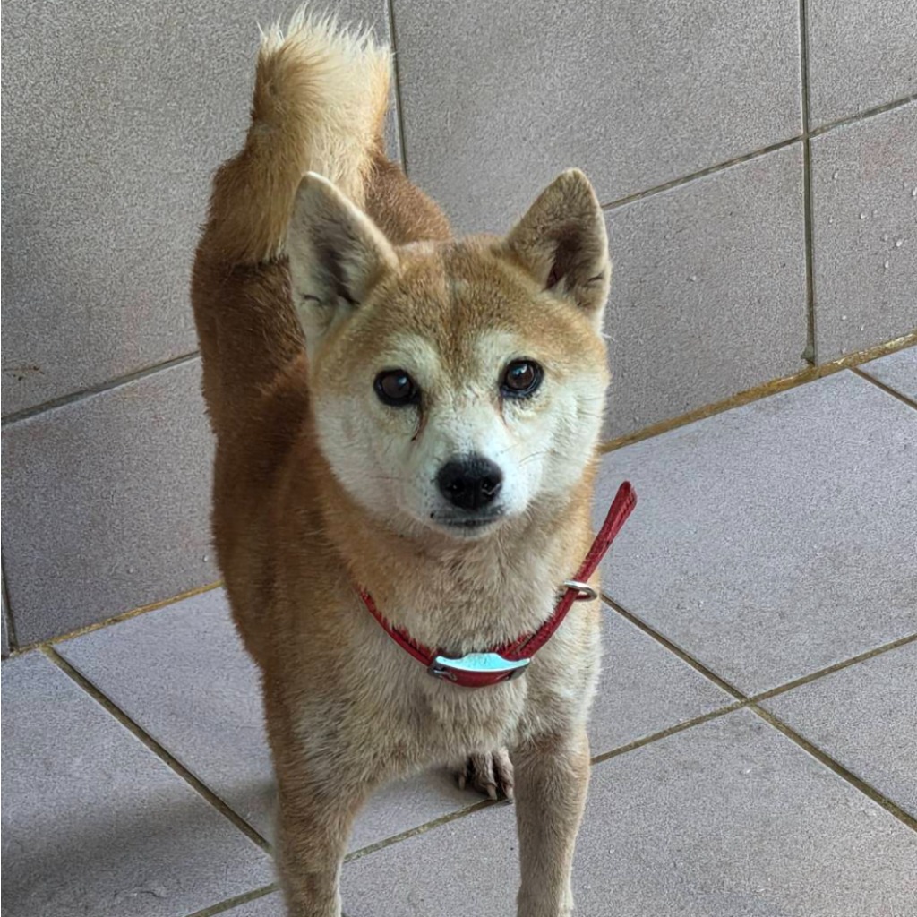 Shiba Inu hembra adulta (canela), Mediano, refugio n.º …1-10. Todo el animal.