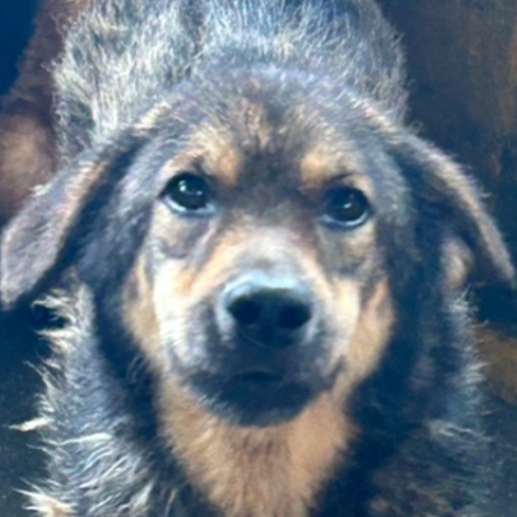 Black-and-tan adult female mixed-breed dog, Large, shelter no. …9018