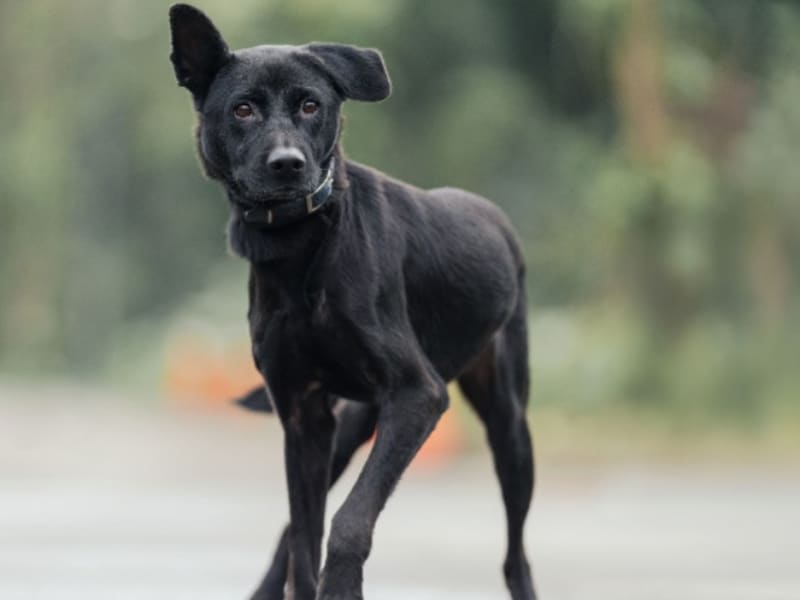 Perra mestiza hembra adulta (negro), Mediano, refugio n.º …5004. Todo el animal.