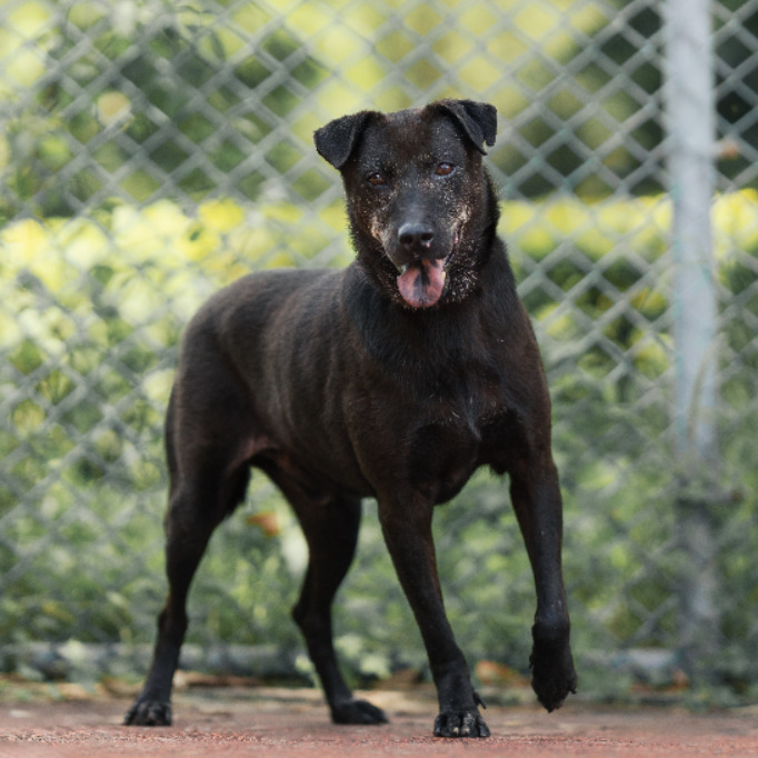 ミックス犬(オス・成犬・黒)、中型, 施設番号 …1903. 全身です。