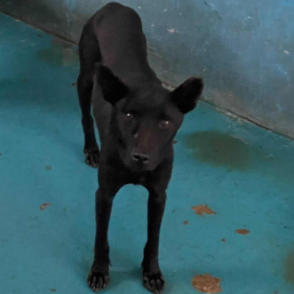 Perro mestizo macho adulto (negro), Grande, refugio n.º …1026. Todo la mascota.