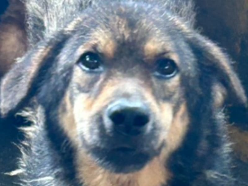 Perra mestiza hembra adulta (negro y canela), Grande, refugio n.º …9018. Más cerca de la cara.