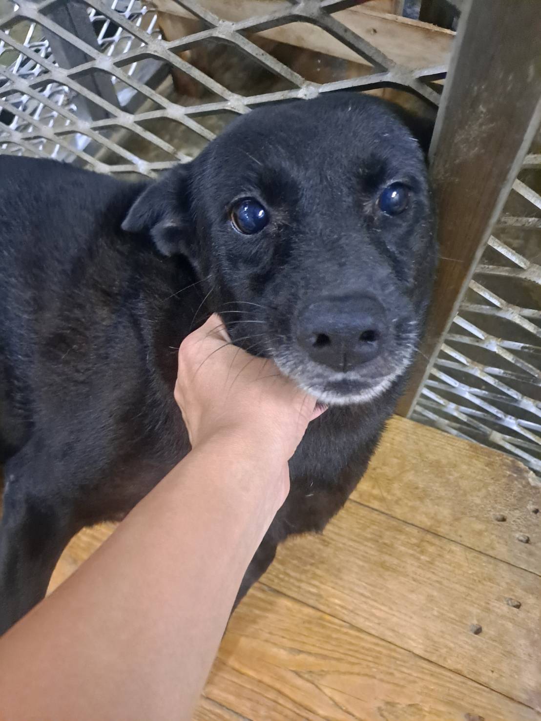 Tan adult female mixed-breed dog, Medium, shelter no. …0011