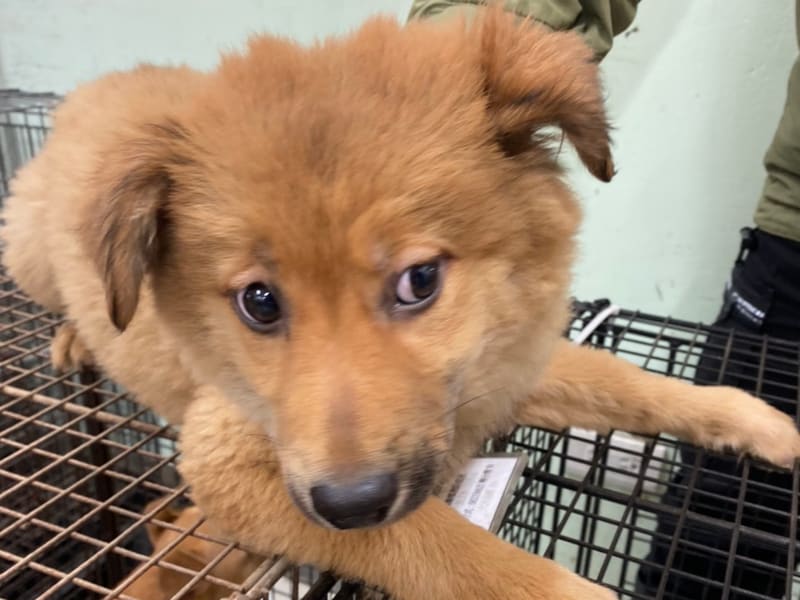 Tan young female mixed-breed dog, Small, shelter no. …6D02. Closer on the face.
