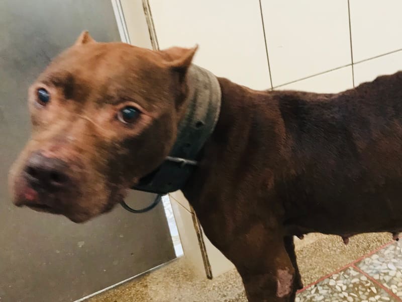 Pit bull terrier americano hembra adulta (canela), Grande, refugio n.º …22R8. Más cerca de la cara.