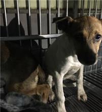 Tan adult female mixed-breed dog, Medium, shelter no. …1607