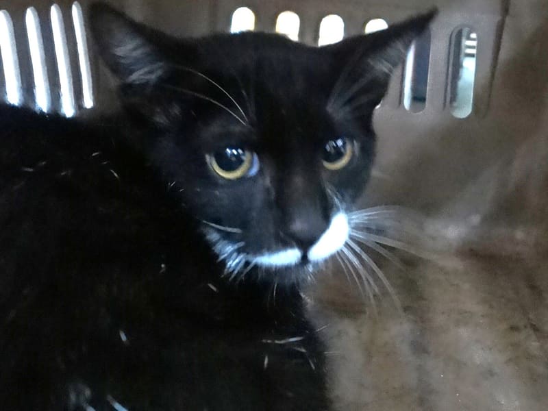 Chat croisé adulte (noir et blanc), Grand, refuge n° …1692