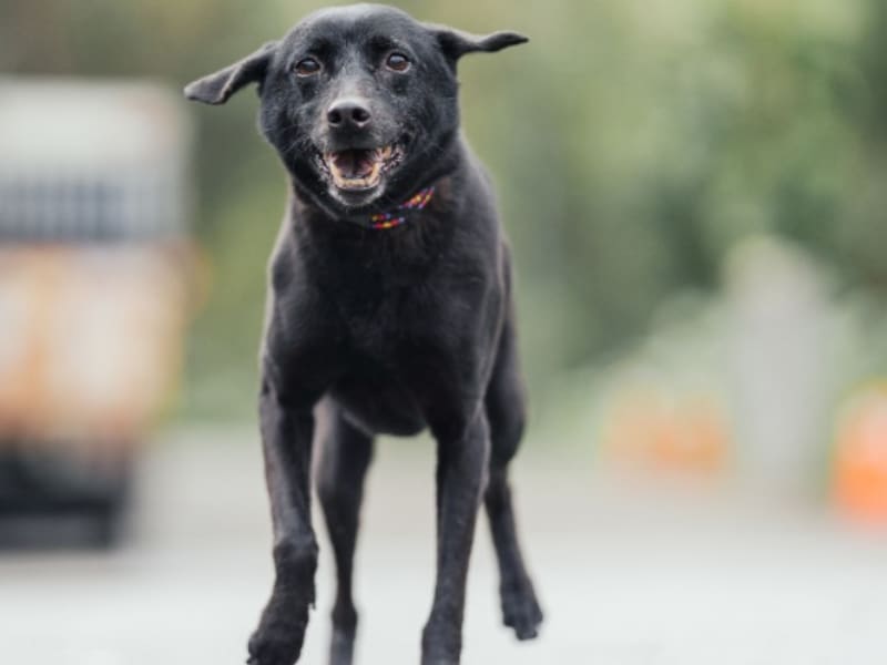 黑色成年母混种犬,中型, 收容编号 …2405. 完整的宠物。