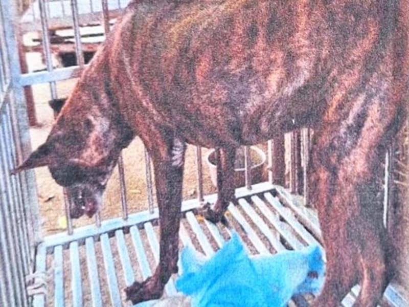 ミックス犬(オス・成犬・黒とトラ)、大型, 施設番号 …020D. 顔のアップです。