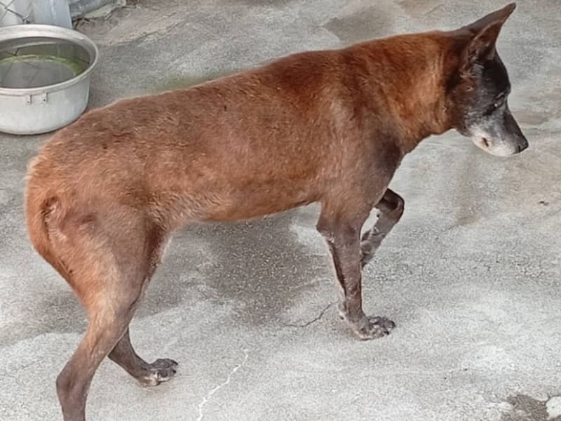 ミックス犬(メス・成犬・黒)、大型, 施設番号 …023D. 全身です。