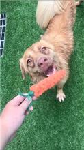 Brown adult female mixed-breed dog, Medium, shelter no. …7-12