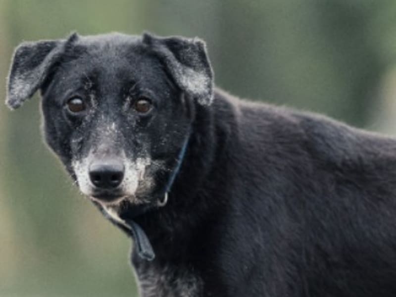 Chienne croisée femelle adulte (noir), Moyen, refuge n° …2202. Plus près du visage.