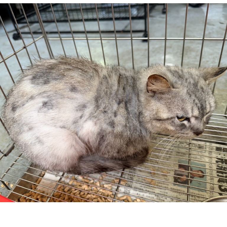 アメリカンショートヘア(オス・成猫・グレーと白)、中型, 施設番号 …9001. 全身です。