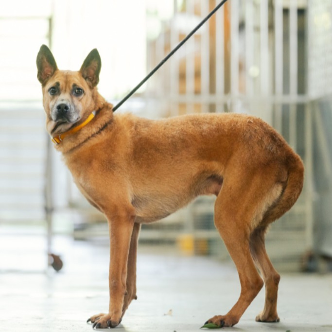 Perro mestizo macho adulto (canela), Mediano, refugio n.º …8018. Todo el animal.