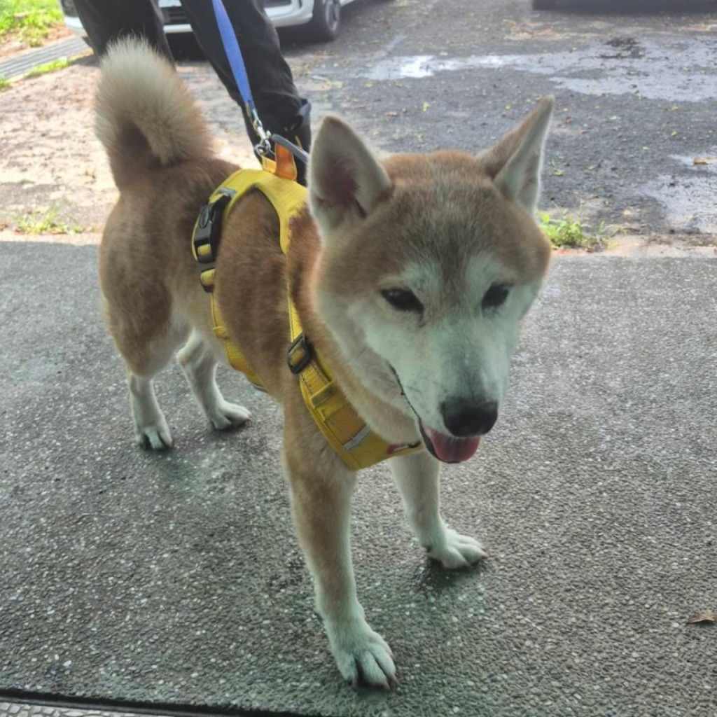 Shiba Inu macho adulto (canela), Mediano, refugio n.º …3-03