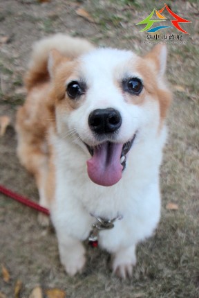 Corgi galés hembra adulta (canela y blanco), Mediano, refugio n.º …0011. Más cerca de la cara.