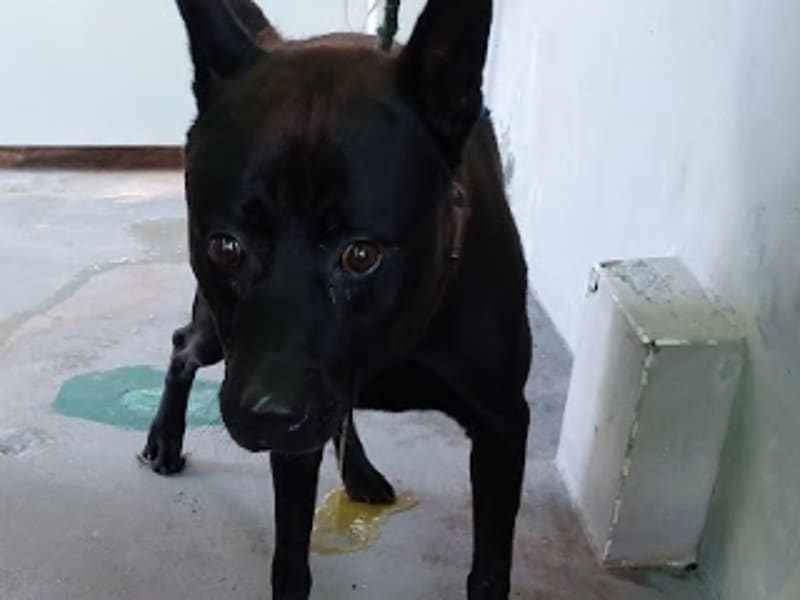ミックス犬（オス・成犬・黒）、中型, 施設番号 …7006. 顔のアップです。