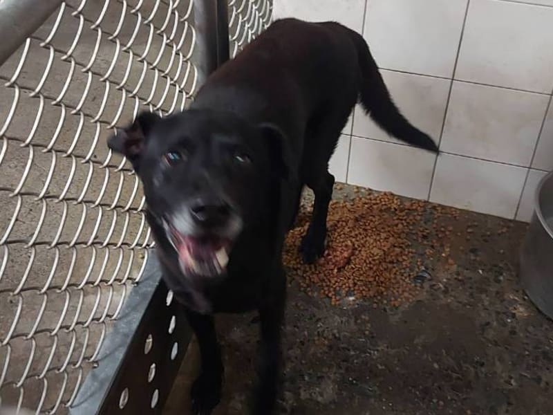 Perro mestizo macho adulto (negro), Mediano, refugio n.º …0202. Todo el animal.