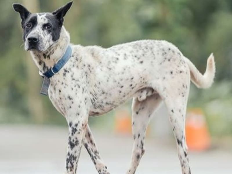 Chien croisé mâle adulte (noir et blanc), Moyen, refuge n° …3003. Tout l'animal.