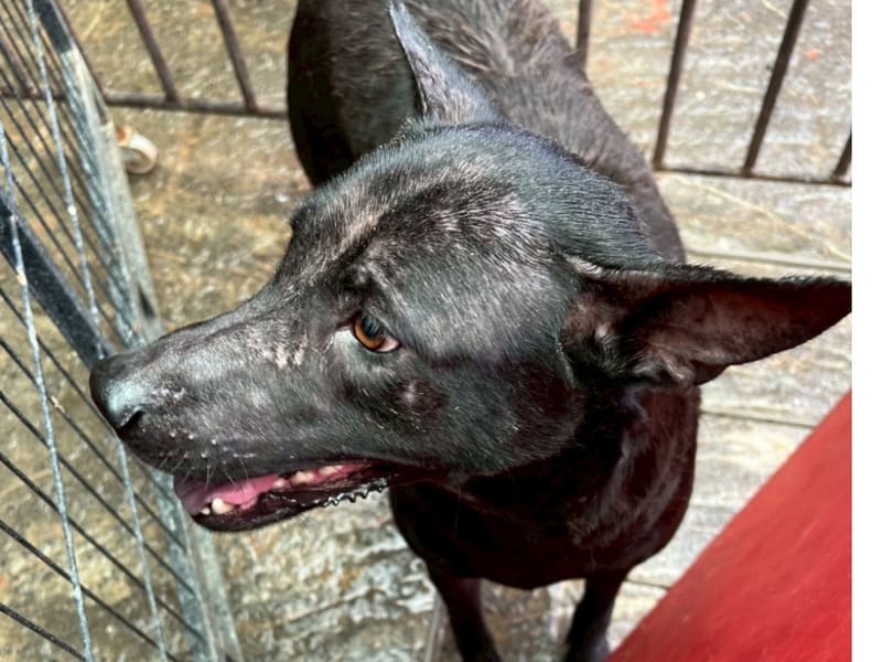 ミックス犬(メス・成犬・黒)、大型, 施設番号 …013D. 顔のアップです。