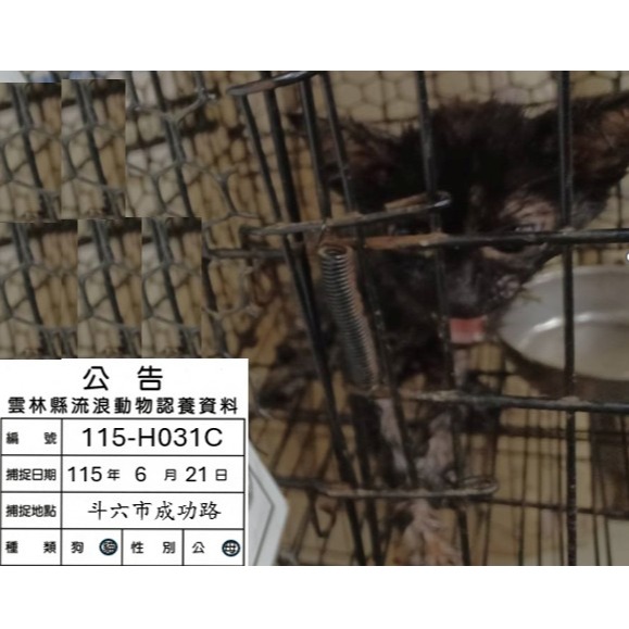 Pusang halo ang lahi (Babae, Bata, itim), Katamtaman, blg. ng shelter …031C. Ang buong hayop.