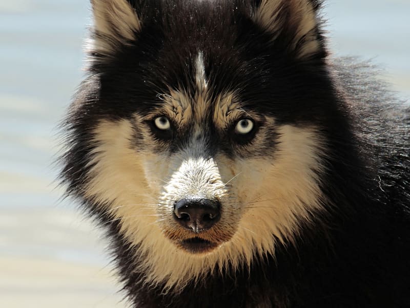 Perro mestizo macho adulto (negro), Mediano, refugio n.º …0001. Más cerca de la cara.