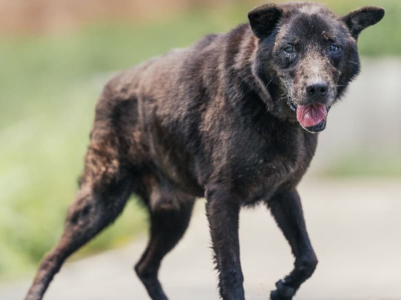 ミックス犬（オス・成犬・黒）、中型, 施設番号 …3005. 全身です。