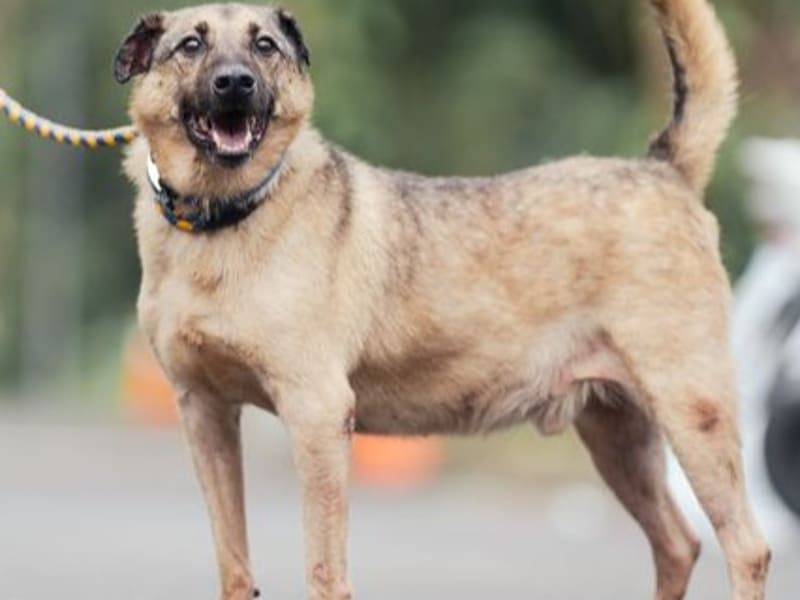 Black-and-tan adult male mixed-breed dog, Medium, shelter no. …0111