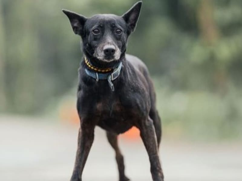Perra mestiza hembra adulta (negro), Mediano, refugio n.º …3001. Todo el animal.