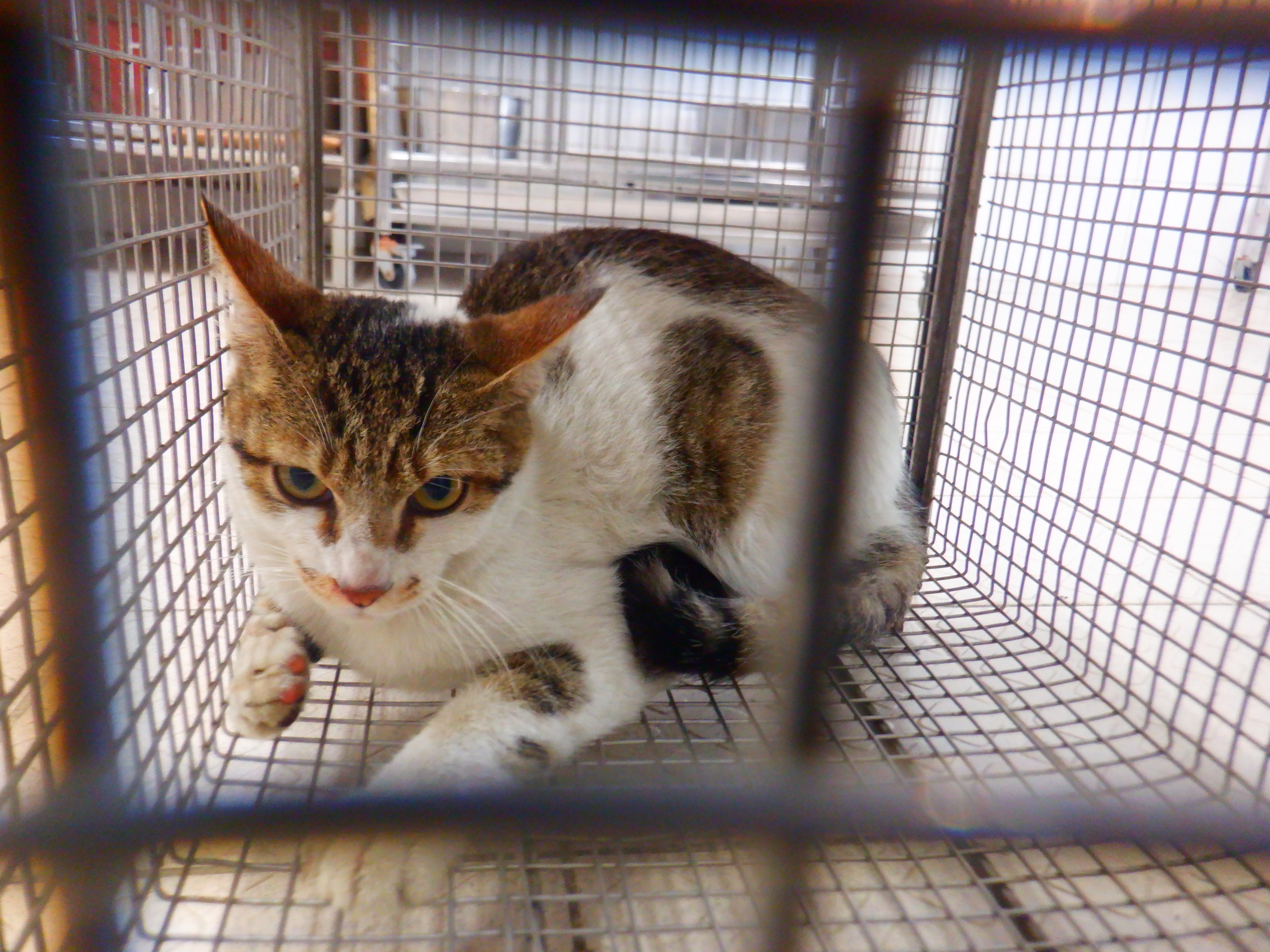 Gato mestizo macho adulto (atigrado y blanco), Pequeño, refugio n.º …30C5. Más cerca de la cara.